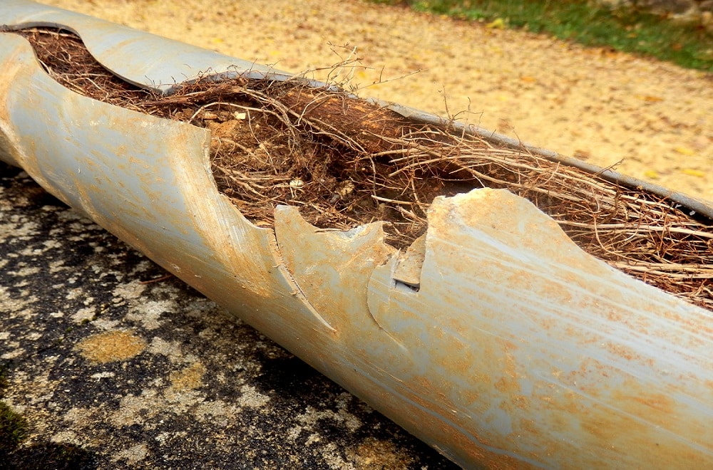 How Tree Roots Can Lead to Blocked Drains and Ways to Prevent It